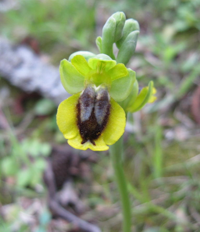 Ophrys da determinare (Ophrys argolica subsp. crabronifera)